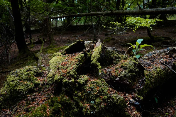 Green Plants Wood Covered Moss Forest — Stock Photo, Image