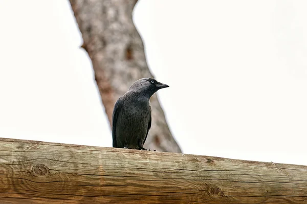 木の幹に立ったコルビダイ科の鳥 — ストック写真