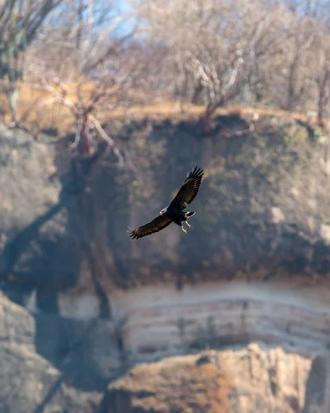 Ein Vertikaler Schuss Eines Adlers Flug — Stockfoto
