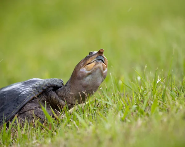 Tiro Perto Uma Tartaruga Americana Concha Mole Grama — Fotografia de Stock