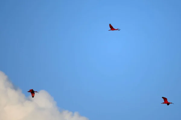 Прекрасный Вид Три Алых Ибиса Eudocimus Ruber Ярком Небе — стоковое фото