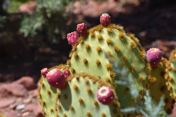 Selective Focus Shot Prickly Pear Cactus Desert Arizona — Stock Photo, Image