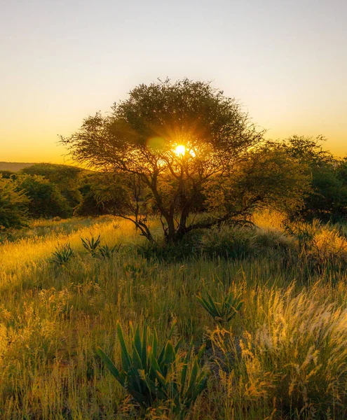 Güneş Işığının Gün Batımında Ağaç Dallarından Içeri Girerken Çekilmiş Dikey — Stok fotoğraf