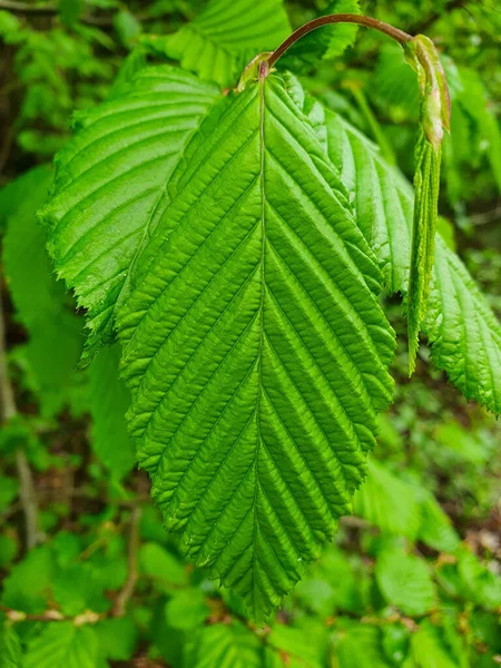 Close Shot Raw Beautiful Green Beech Leaf Blurred Background — Foto Stock