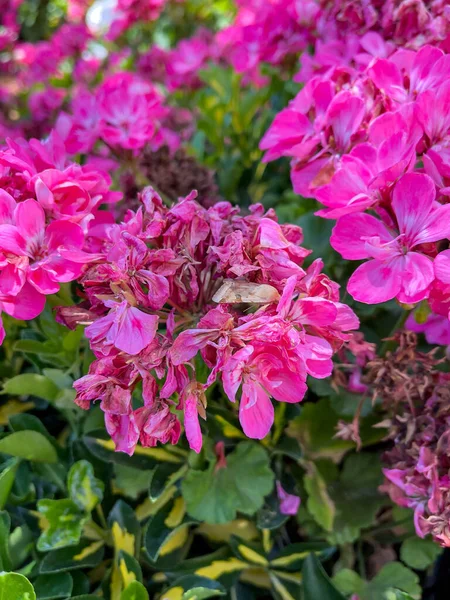 外面花园里的粉红色玫瑰花 — 图库照片