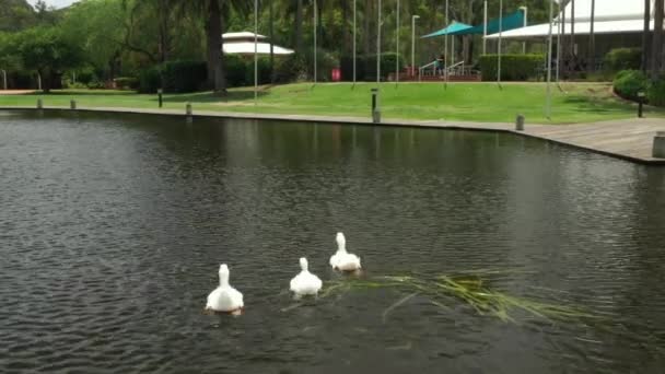 公園で湖を泳いでいるアヒルの群れ — ストック動画