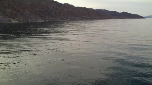 Een Langzame Luchtbeweging Rond Cortez Zee Met Pelikanen Die Water — Stockvideo