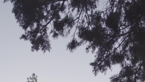 Die Silhouette Eines Baumes Der Nähe Eines Modernen Hauses — Stockvideo