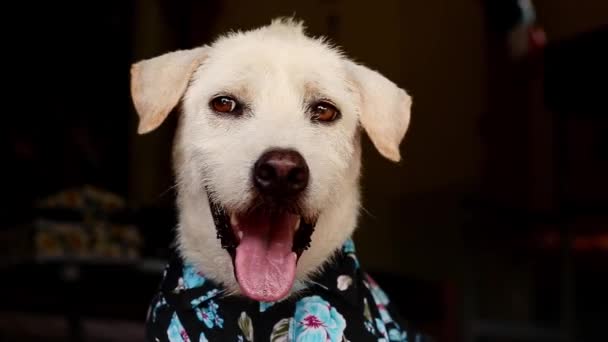 Щасливий Тер Собака Синій Квітковій Сорочці Літньої Моди — стокове відео