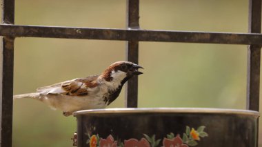 Su içmek için bir kâseye tünemiş bir ev serçesinin yakın çekimi.