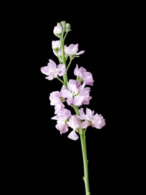 Mor dekoratif çiçeklerin dikey çekimi koyu bir arkaplanda izole edilmiş.