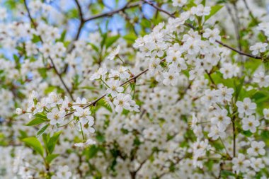 Kiraz çiçeğinin güzel beyaz çiçeklerinin yakın çekimi.