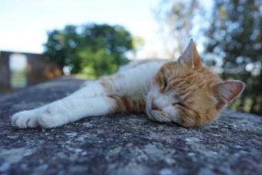 Gün ışığında kayanın üstünde uyuyan güzel bir kedi. Arka planda bulanık bir ağaç var.