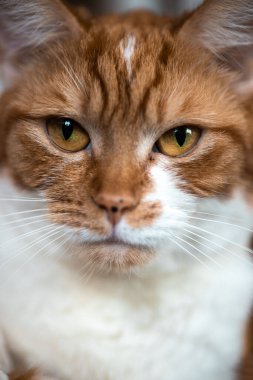 Kızıl bir kedinin dikey portresi.