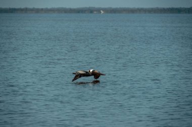 Bir gölün yüzeyinde uçan Pelecanus thagus 'a yakın çekim
