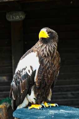 Steller 'ın deniz kartalı gökyüzüne bakıyor.