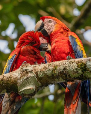 Bir dala konmuş birkaç kırmızı papağanın dikey görüntüsü.