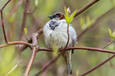 Gorodnya Nehri yakınlarındaki bir parktaki bir ağaca tünemiş beyaz bir kuyruk resmi, Moskova, Rusya