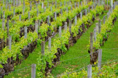 Cote de Beaune 'de bir üzüm bağı, Cote d' Or, Bourgogne, Fransa