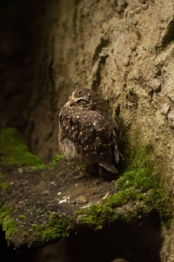 Duvarın yanında duran sevimli bir baykuşun dikey görüntüsü yüzünü kapalı gözlerle tüylerle gizliyor.