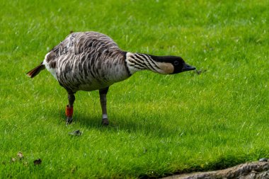 Yeşil tarlada bir Hawaii Kaz 'ının yakın çekimi.