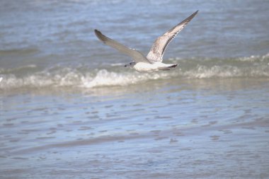 Okyanusun üzerinde uçan bir martının seçici odak noktası.