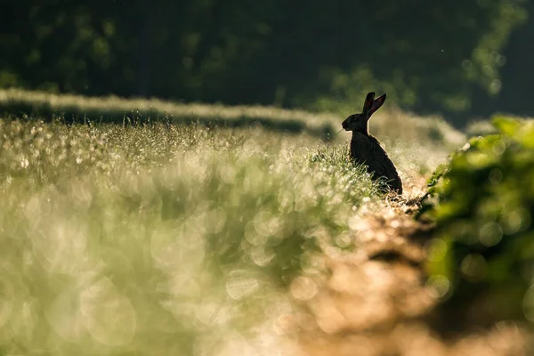 Primer Plano Conejo Bosque Luz Del Día —  Fotos de Stock