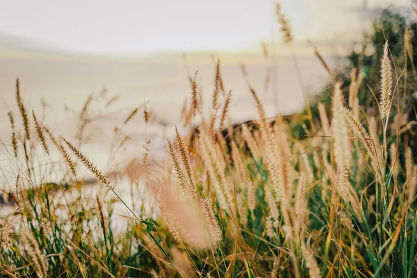 Bulanık bir arkaplanda Reunion Adası sahilinde çimlerin yakın plan çekimi.
