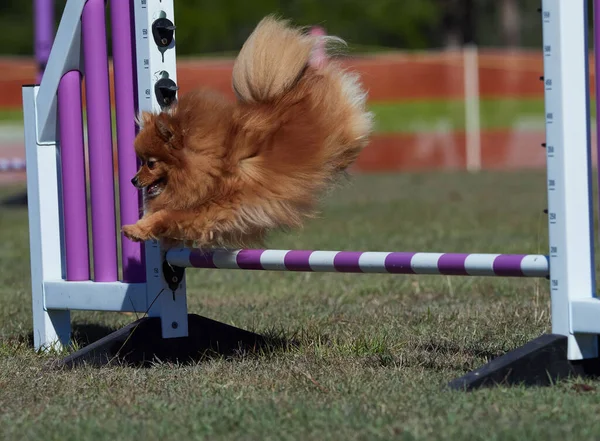 Köpek çevikliği alanında birçok engel var. Köpekler bir aktiviteden diğerine hızla geçiyorlar. Çok eğleniyorlar..