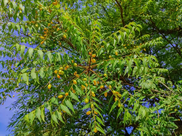 Closeup Shot Neem Tree Fruits Leaves — Stock Photo, Image