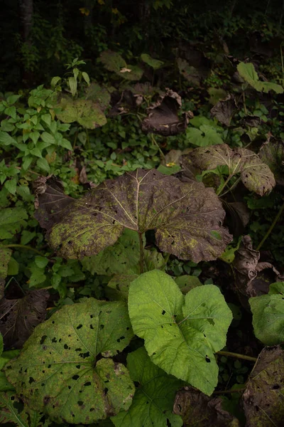 古いバターバーハイブリッド植物のクローズアップショットは 植物昆虫によって食べられています — ストック写真