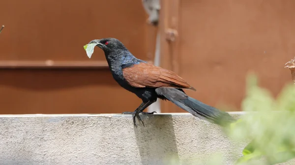 Ein Größerer Coucal Vogel Hält Ein Blatt Schnabel Für Sein — Stockfoto
