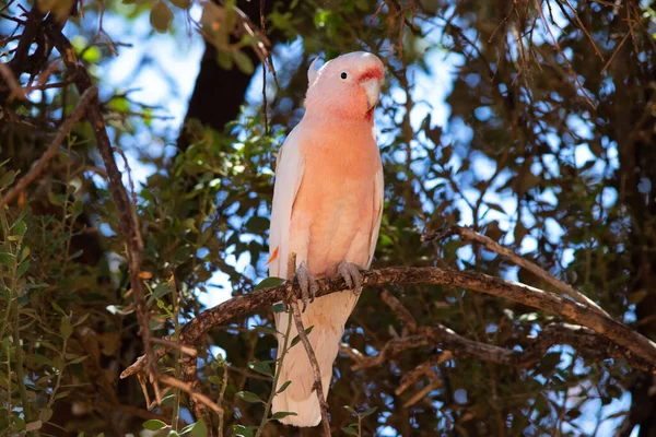 Closeup Shot Beautiful Pink Cockatoo Parrot Tree — Foto de Stock