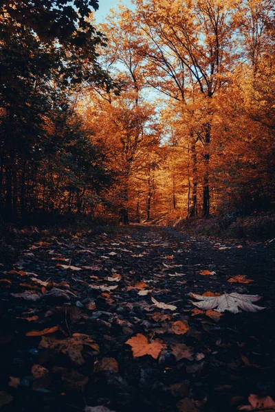 Vertical Shot Road Fallen Leaves Passing Yellow Trees Fall Kaiserlauten — Foto de Stock