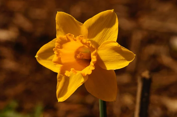 Floração Amarelo Narciso Luz Sol Meio Dia Close Com Detalhes — Fotografia de Stock