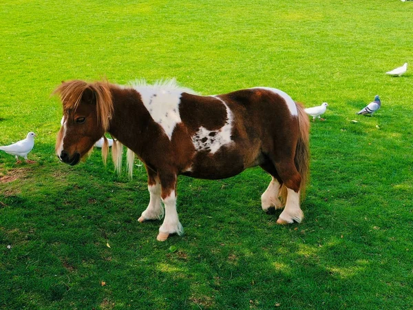 Een Shetland Pony Met Duiven Groen Gras — Stockfoto