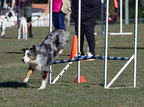 Många Hinder Hund Agility Fält Hundar Rör Sig Snabbt Från — Stockfoto