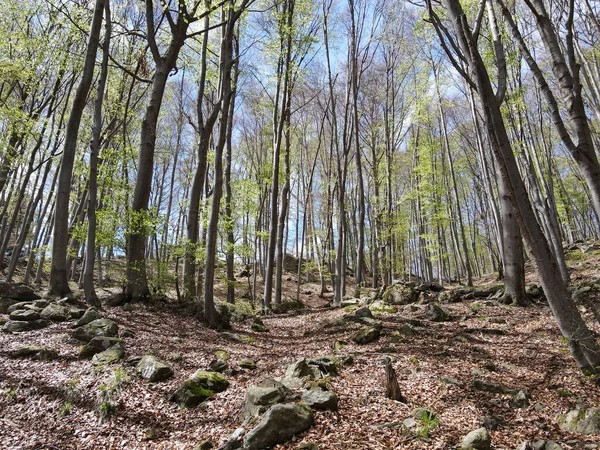 森の中の木々の風景 — ストック写真