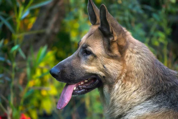 Dili dışarıda duran bir Alman çoban köpeğinin yan görüntüsü.