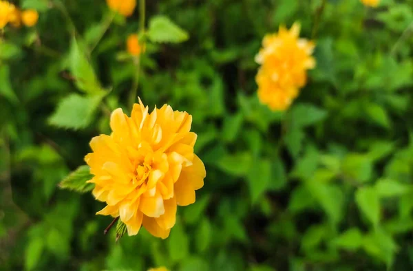 Een Selectieve Focus Shot Van Oranje Japanse Kerria Bloemen Bloeien — Stockfoto