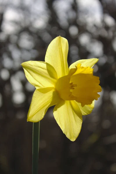 Close Vertical Daffodil Amarelo Fundo Embaçado — Fotografia de Stock