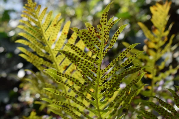 黒い種子の斑点の行を持つ緑のシダ植物のクローズアップショット — ストック写真