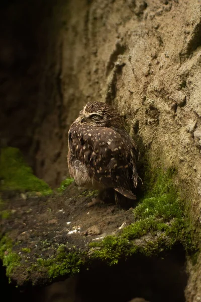 Duvarın yanında duran sevimli bir baykuşun dikey görüntüsü yüzünü kapalı gözlerle tüylerle gizliyor.