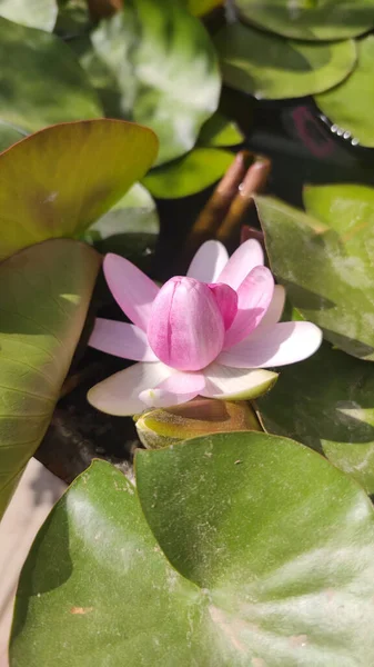 Vertical Shot Pigmy Waterlily Surface Water Sunny Day — Stock Photo, Image