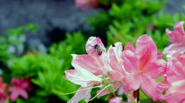 Uçan bir arı ve tozlaşan pembe açelya çiçeklerinin yakın plan çekimi.