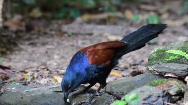 Ormandaki bir su birikintisinde su içen daha büyük bir kuş.