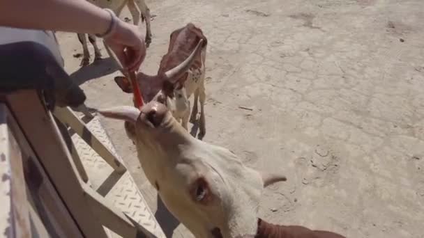 Egy Ankole Watusit Etetnek Turisták Egy Szafari Teherautóval Costa Ricai — Stock videók