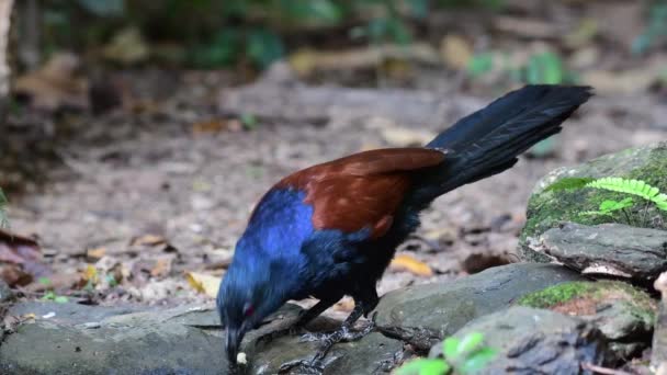 Większe Coucal Ptaków Picia Wodopoju Dżungli — Wideo stockowe