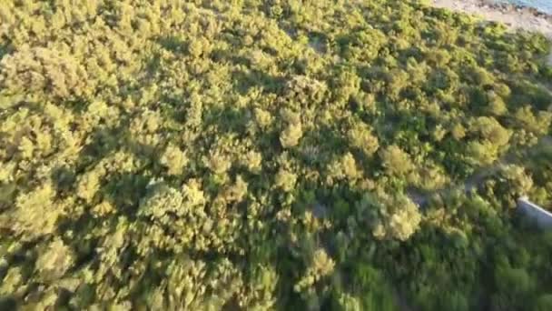 Ein Luftbild Von Dichtem Wald Der Nähe Des Ozeans — Stockvideo