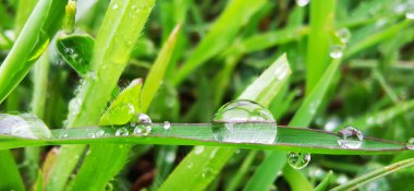 Çiy damlalı çim bıçaklarının seçici odak noktası.